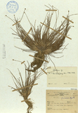 ǦW:Eleocharis formosanum Hayata