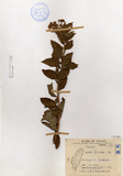 中文種名:台灣繡線菊