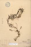 ǦW:Gonostegia neurocarpa (Yamamoto) Yamamoto & Masamune