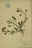 ǦW:Gnaphalium indicum L.