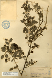 中文種名:台灣黃鱔藤