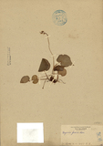 中文種名:蘭嶼秋海棠