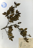 ǦW:Eurya emarginata (Thunb.) Mak.