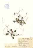 ǦW:Viola diffusa Ging