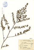 ǦW:Cuphea cartagenensis (Jacq.) Macbrids