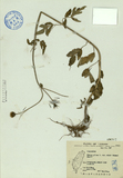 ǦW:Bidens pilosa L. var. minor (Blume) Sherff