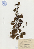 ǦW:Ipomoea pes-caprae (L.) Sweet ssp. brasiliensis (L.) Oostst.