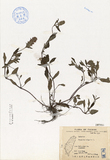 ǦW:Prunella vulgaris L.