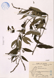 ǦW:Buddleia asiatica Lour.