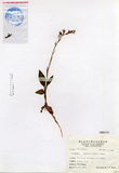 ǦW:Goodyera folisa (Lindl.) Benth.