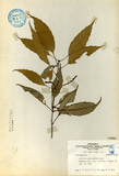 中文種名:波葉櫟