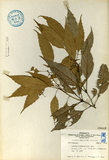 中文種名:波葉櫟