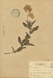 ǦW:Viola tricolor L.