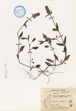 ǦW:Prunella vulgaris L. subsp. asiatica (Nakai) Hara