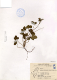 中文種名:台灣蛇莓