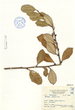 ǦW:Elaeagnus kotoensis Hay.