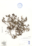 中文種名:台灣黃菫