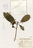 ǦW:Ochrosia parviflora (Forst.) Don.