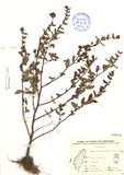 ǦW:Cuphea carthagenensis (Jacq.) Macbrids