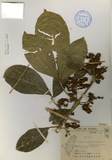 ǦW:Melicope merrillii (Kanehira et Sasaki) Liu et Liao