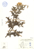 中文種名:薊罌粟