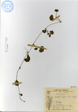 ǦW:Hydrocotyle nepalensis Hork.