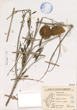 ǦW:Gomphocarpus fruticosus R.Br.