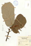 ǦW:Pterospermum aceriflium Will.