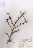 中文種名:太平山櫻花