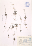 ǦW:Mitrasacme pygmaea R. Br. var. malaccensis (Wight.) Hara