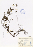 ǦW:Prunella vulgaris L.