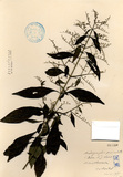 ǦW:Andrographis paniculata (Burm. f.) Ness