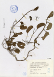 ǦW:Ipomosea pes-caprae (L.) Sweet subsp. bresiliensis (L.) Oostst.