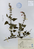 ǦW:Salvia cocoinea Juss. ex Murr.