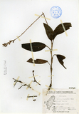 中文種名:毛苞斑葉蘭