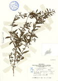 ǦW:Heimia myrtifolia Cham. & Sch.