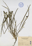 ǦW:Ophiopogon