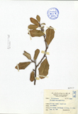 ǦW:Elaeagnus kotoensis Hay.
