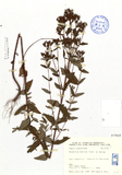 ǦW:Hypericum erctum Thunb. ex Murray