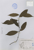 ǦW:Lasianthus fordii Hance