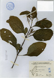 ǦW:Ruellia tuberosa Linn.