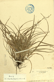 ǦW:Carex sp.