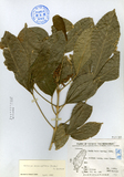 ǦW:Evodia lepta (Spreng.) Merr.