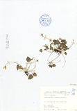 學名:Viola nagasawai Makino & Hayata
