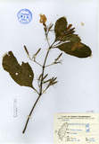 ǦW:Ruellia tuberosa Linn.