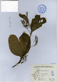 ǦW:Ruellia tuberosa Linn.