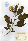 ǦW:Ruellia tuberosa Linn.