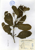 ǦW:Ruellia tuberosa Linn.