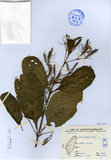 ǦW:Ruellia tuberosa Linn.