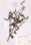 ǦW:Pogostemon auricularia (L.) Hasak,